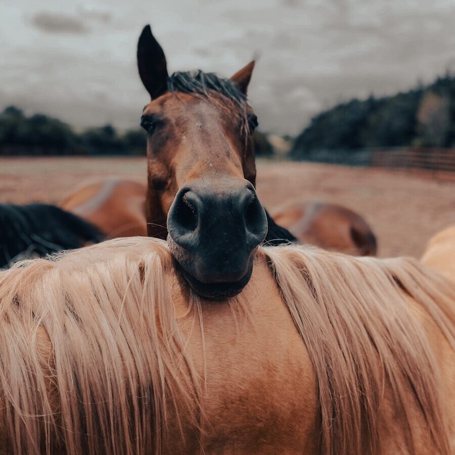 brown and black horse on brown field during daytime