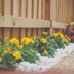 yellow petaled flower beside wooden fence