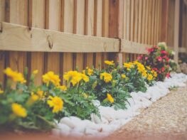 yellow petaled flower beside wooden fence