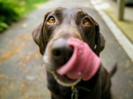 adult chocolate Labrador retriever